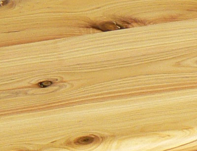 Australian Cypress